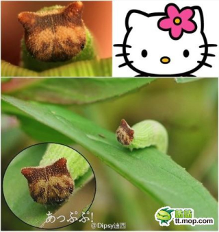 Illustration for article titled A Caterpillar That People Say Looks Like Hello Kitty